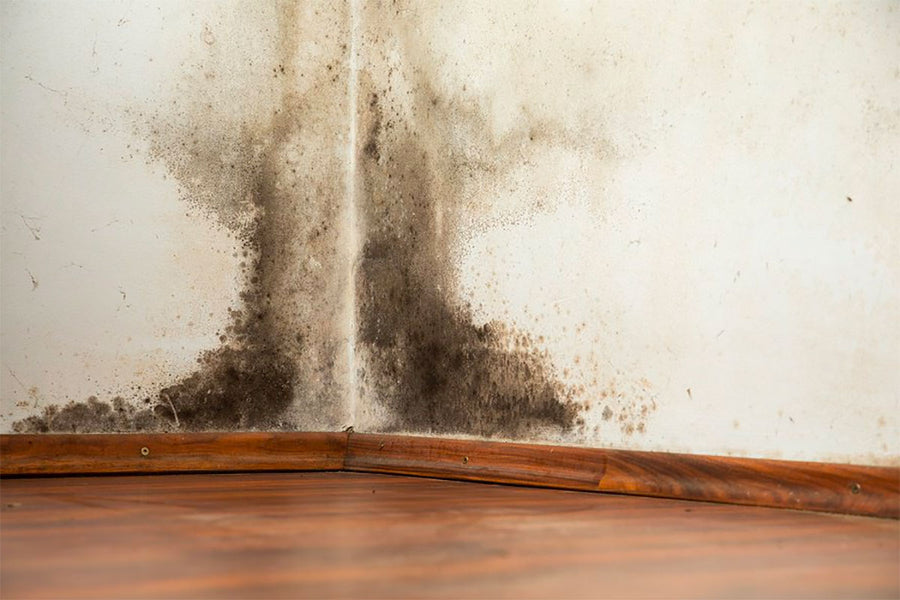 Mold and dehumidifiers